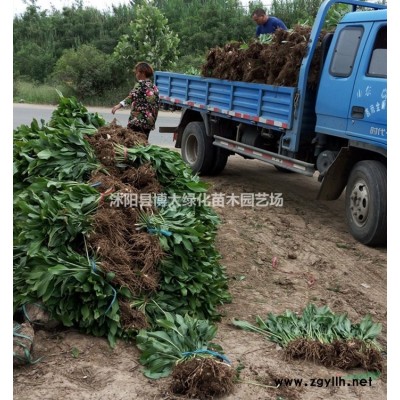 紅葉石楠價(jià)格 紅葉石楠產(chǎn)地 紅葉石楠圖片 綠化工程苗木