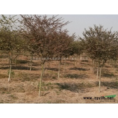 供應(yīng)紅火箭紫薇小苗、美國(guó)紫薇小苗、紫葉紫薇小苗、紅火球紫薇小苗