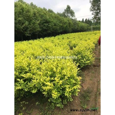 江蘇沭陽細(xì)葉芒