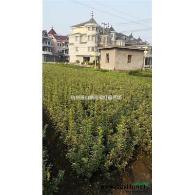 紅葉石楠，紅葉石楠供應，蕭山苗木，2020年紅葉石楠價格