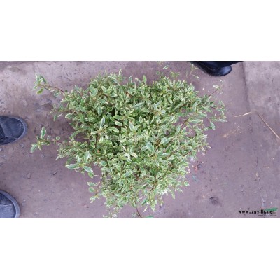 小丑火棘，小丑火棘供應，小丑火棘蕭山苗，蕭山苗