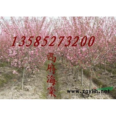 金葉女貞價(jià)格 金葉女貞產(chǎn)地 金葉女貞圖片 銷(xiāo)售金葉女貞