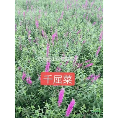 蕭山供應金邊黃楊(金邊冬青)扦插苗(床苗)