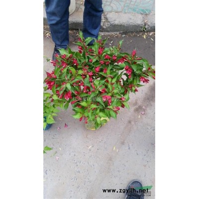 紅花繼木球，紅花繼木球供應，2020年紅花繼木球價格