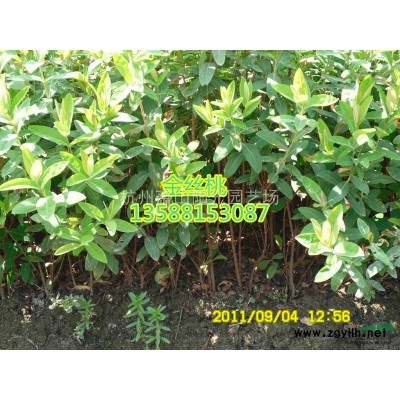 毛娟色塊苗 小杯及小毛球