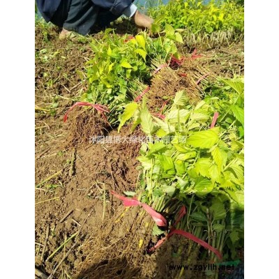 供應(yīng)金葉水臘高度40-50公分，金葉水臘苗價(jià)格，綠化苗木價(jià)格