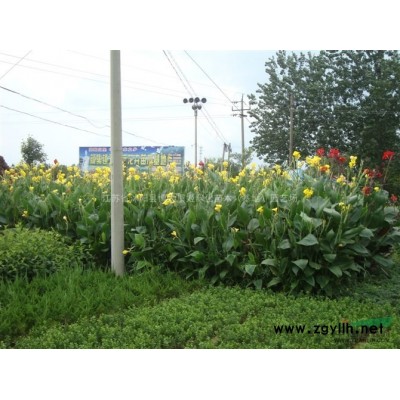 蜀檜價(jià)格 蜀檜苗產(chǎn)地 蜀檜苗圖片 四季常青苗木 貨源充足