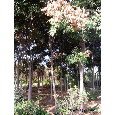 紫丁香 叢生紫丁香苗 紫丁香樹苗 綠化工程苗木