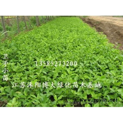 垂柳產地 垂柳價格 垂柳圖片 行道樹 綠化工程苗木