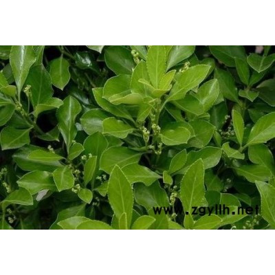 碧桃產地 紫葉碧桃價格 碧桃圖片 綠化工程苗木