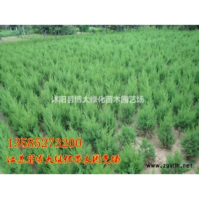 紅葉石楠杯苗批發供應 紅葉石楠小毛球 精品紅葉石楠球