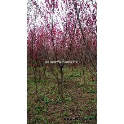 小葉女貞苗低價批發 高40-60公分 小葉女貞球 量大價低