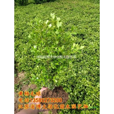 玉簪苗批發供應 玉簪價格 金邊玉簪 基地直銷 量大價低