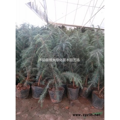 供應垂榆 4-15公分金葉垂榆價格 金葉垂榆樹 物優價廉