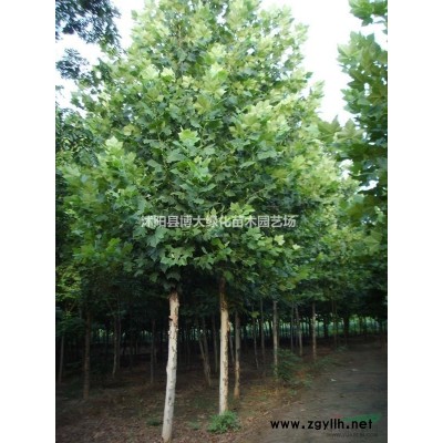 金葉女貞低價批發直銷 50公分金葉女貞色塊苗價格 量大價低