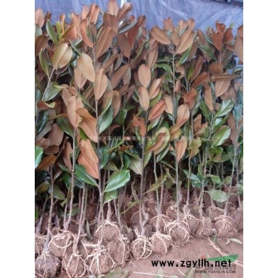 紫葉桃 2-12公分紫葉桃樹苗 園林工程綠化苗木 風(fēng)景樹