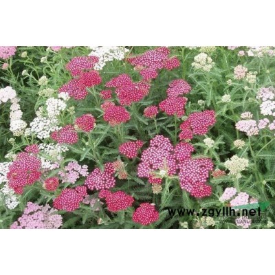 梭魚草，海壽花