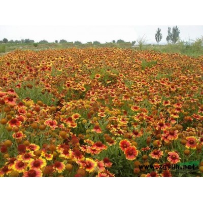 優質的千屈菜，水枝柳、水柳、對葉蓮，浙江*低價