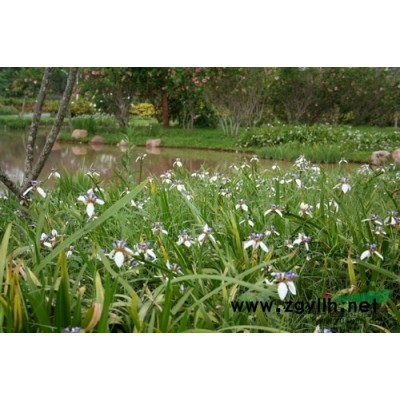 優質的紫芋，浙江*低報價