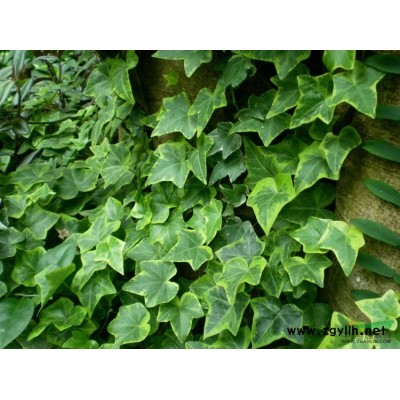 大葉黃楊、冬青、正木、扶芳樹、四季青、七里香、日本衛矛