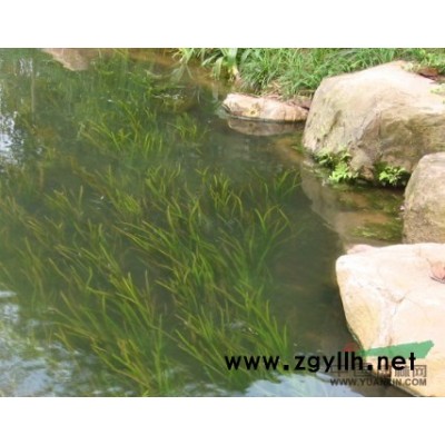 浙江蕭山黃金菊