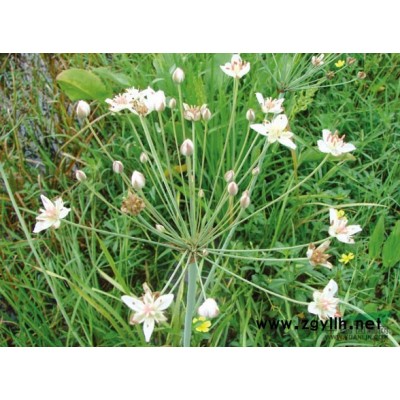 浙江花葉芒*新報(bào)價(jià)/花葉芒圖片