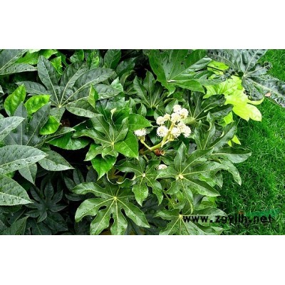 荻花圖片\荻花報(bào)價(jià)