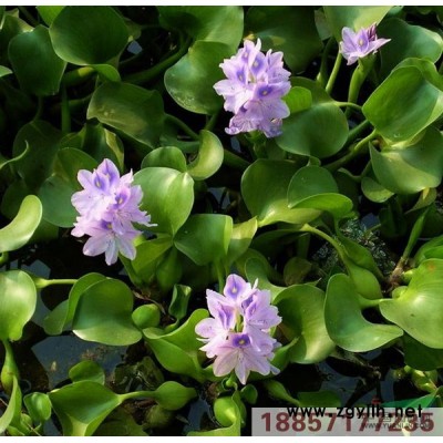 眼子菜供應/眼子菜圖片