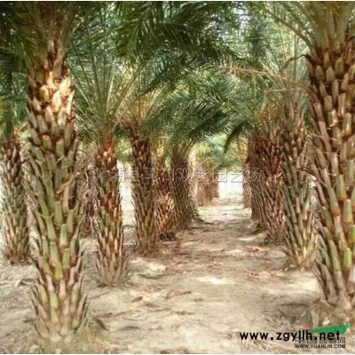 羅漢松報(bào)價(jià)/福建羅漢松報(bào)價(jià)