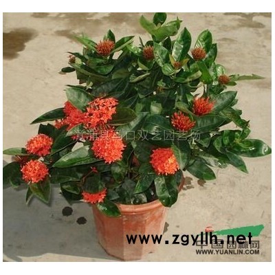 龍船花4報(bào)價(jià)/福建龍船花4報(bào)價(jià)