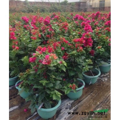 福建假檳榔3介紹