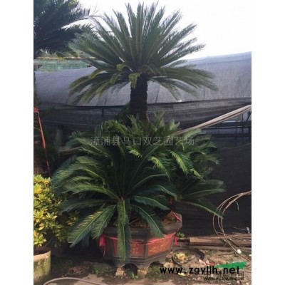 紅刺林投2行情報(bào)價(jià)\紅刺林投2圖片展示