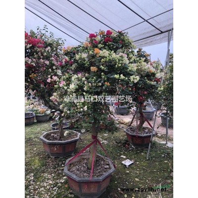 福木*新價(jià)格/福木報(bào)價(jià)