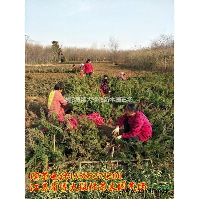 北海道黃楊價格 北海道黃楊產地 北海道黃楊圖片 綠化苗木