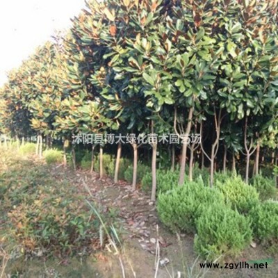 沙地柏低價供應30-60公分長度 沙地柏苗 貨源充足