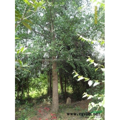 金葉女貞基地，50冠幅金葉女貞球-小毛球，色塊綠籬工程苗