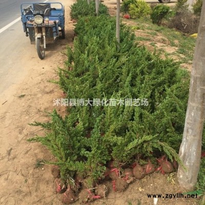 供應草坪-草種，果嶺草草坪，馬尼拉草坪，四季青草坪，百慕達草