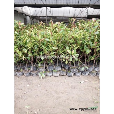 榆葉梅樹 叢生榆葉梅球冠幅50-150公分 滿天星 榆葉梅苗