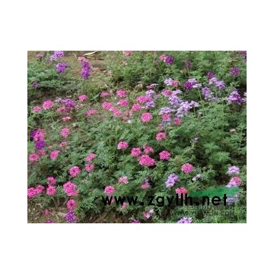 浙江蕭山天人菊