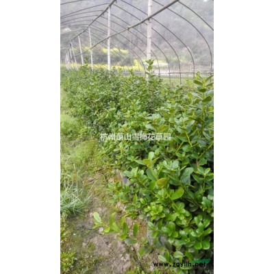 浙江蕭山黑心菊