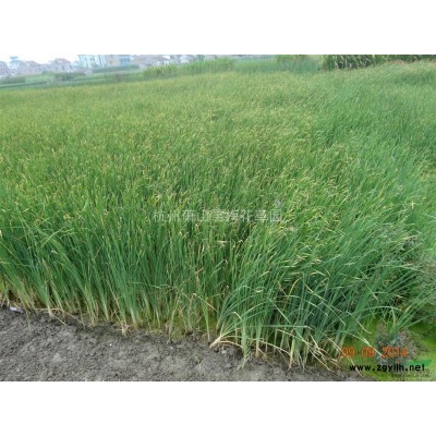 浙江細莖針茅信息