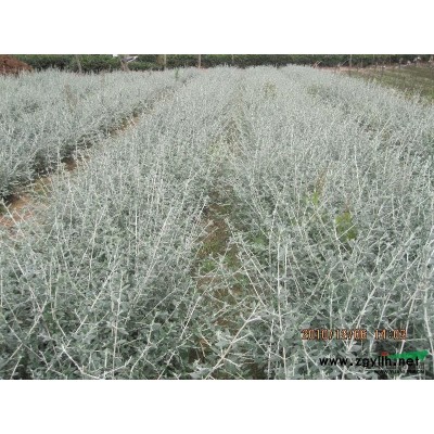 花葉燕麥草行情報(bào)價(jià)\花葉燕麥草圖片展示