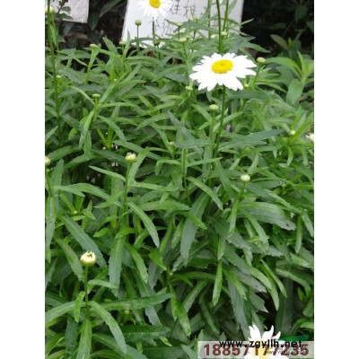 浙江紅蓼*新報(bào)價(jià)/紅蓼圖片