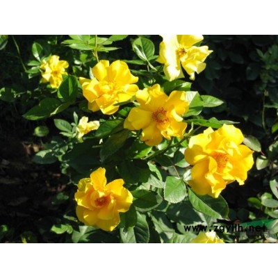 荷花 大量供應(yīng)350萬芽