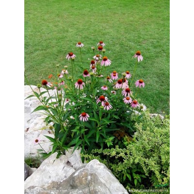 矮蒲葦報(bào)價(jià)/浙江矮蒲葦報(bào)價(jià)