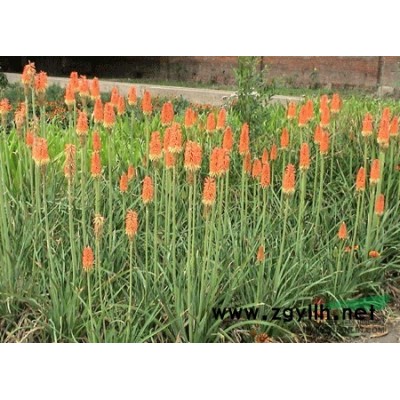 熊掌木行情報價\熊掌木圖片展示