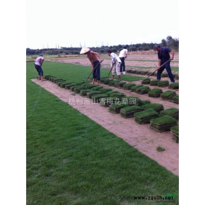 腎蕨供應/腎蕨圖片