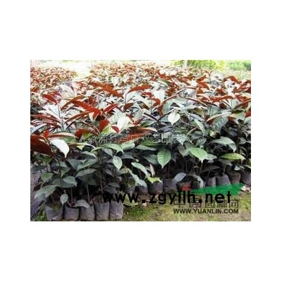 藍(lán)花楹8行情報價\藍(lán)花楹8圖片展示