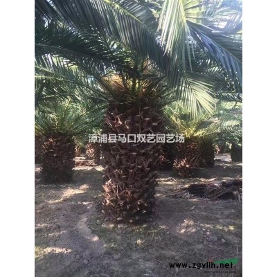 福建藍(lán)花楹4信息