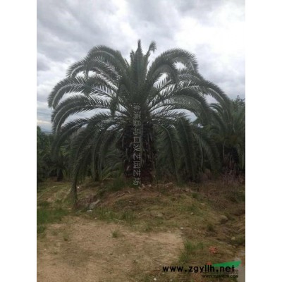 福建皇后葵（金山葵）3信息